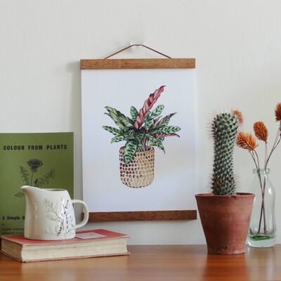 Watercolour Rattlesnake House Plant A4 Wall Art Print