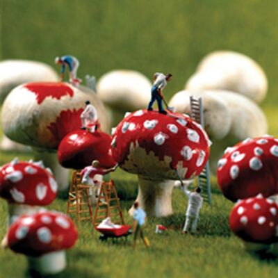 Carte vierge de champignons vénéneux