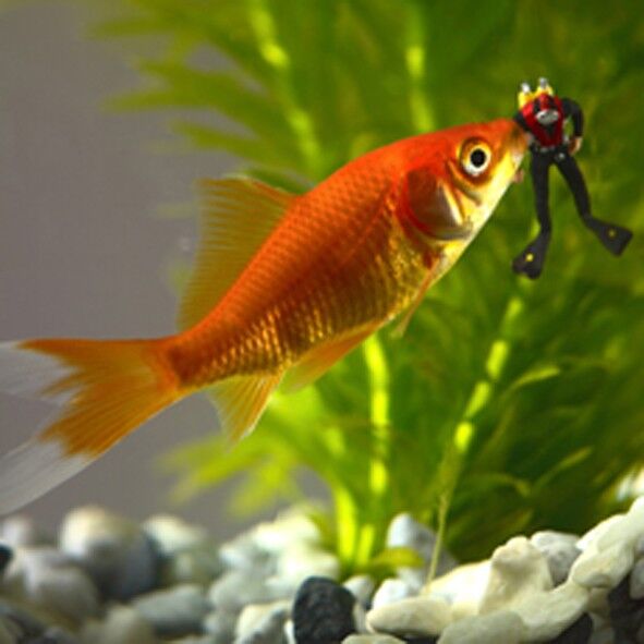 Quando il pesce rosso attacca la carta bianca