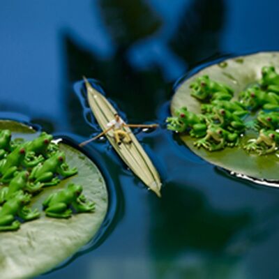 Entre une grenouille et une carte vierge en dur