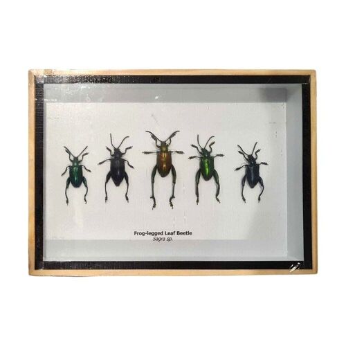 Taxidermy Frog Leg Beetle, Set of 5, Mounted Under Glass, 18x13cm