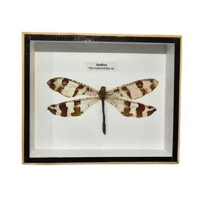 Präparierte Libelle, unter Glas montiert, 15 x 12.5cm