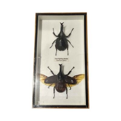 Escarabajo luchador taxidermia, pareja, montado bajo cristal, 13x23 cm