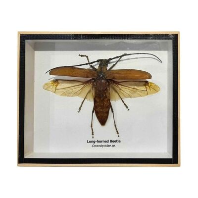 Escarabajo taxidermia de cuernos largos con ala, montado bajo vidrio, 15.5x12.6 cm