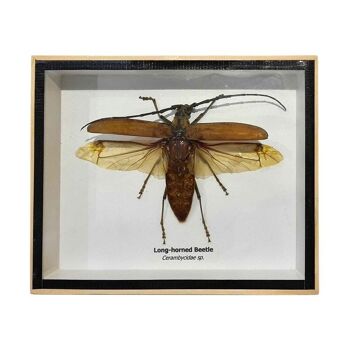 Longicorne taxidermique avec aile, monté sous verre, 15.5 x 12.6cm 2