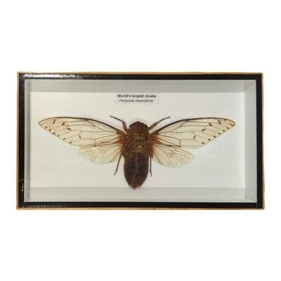 Taxidermy Cicada Ala Transparente, Montada Bajo Vidrio, 23x13cm