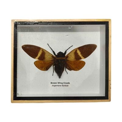 Taxidermy Cicada Brown Wing, Mounted Under Glass, 15.5x13cm