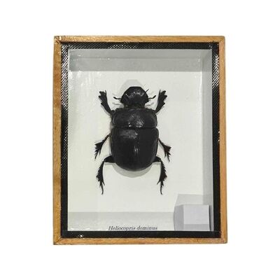 Dung Beetle, 12.5x15cm