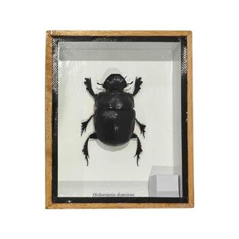 Bousier Taxidermie, Monté Sous Verre, 12.5x15cm 2