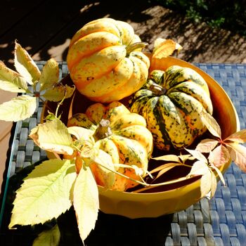 Bol en bois - coupe à fruits - saladier - modèle Sophia - jaune curry - (Øxh) 27,5cmx12,5cm 4