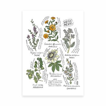 Six herbes utiles Impression artistique A4 4