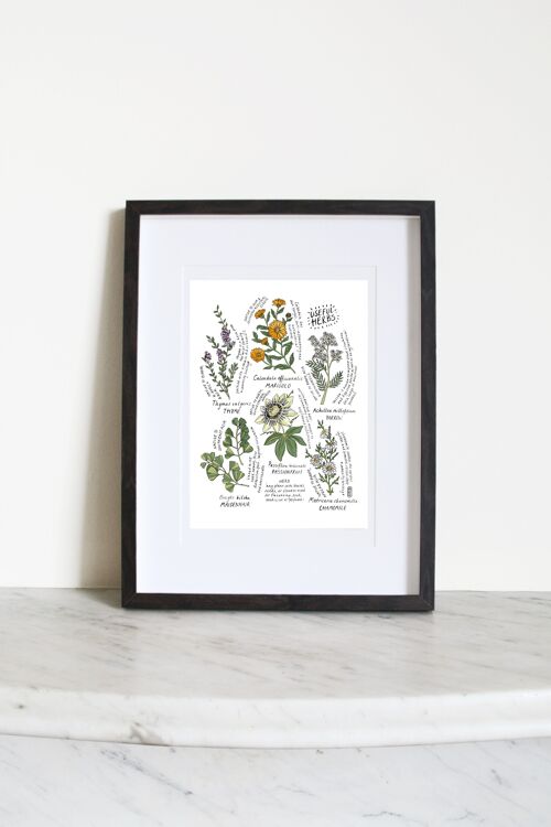 Six Useful Herbs A4 Art Print