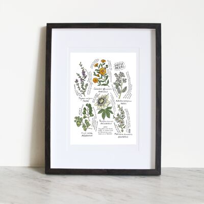 Six Useful Herbs A4 Art Print