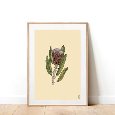 Banksia A4 Art Print