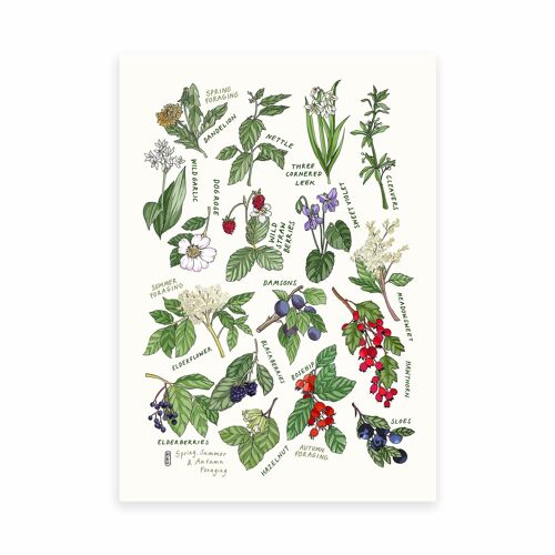 UK Foraging A4 Art Print