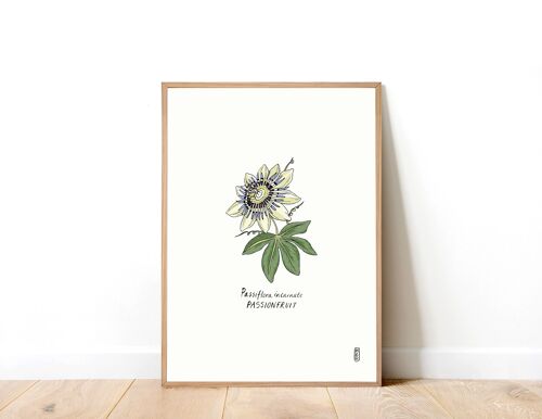 Passionflower (Passiflora incarnate) A4 Art Print