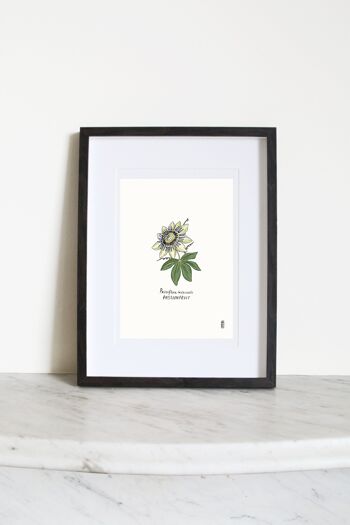 Passiflore (Passiflora incarnée) Impression artistique A4 2