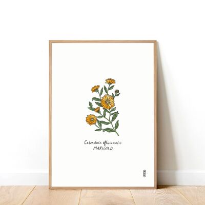 Marigold (Calendula officianalis) A4 Art Print