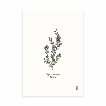 Thym (Thymus vulgaris) Impression artistique A4 2