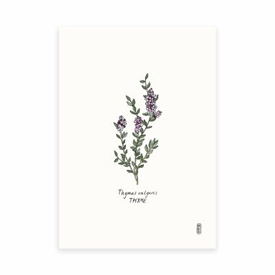 Tomillo (Thymus vulgaris) A4 Lámina artística
