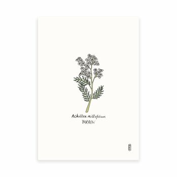 Achillée millefeuille (Achiella millefolium) Impression artistique A4 6