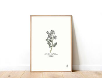 Achillée millefeuille (Achiella millefolium) Impression artistique A4 1