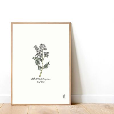 Achillea (Achiella millefolium) A4 Stampa artistica
