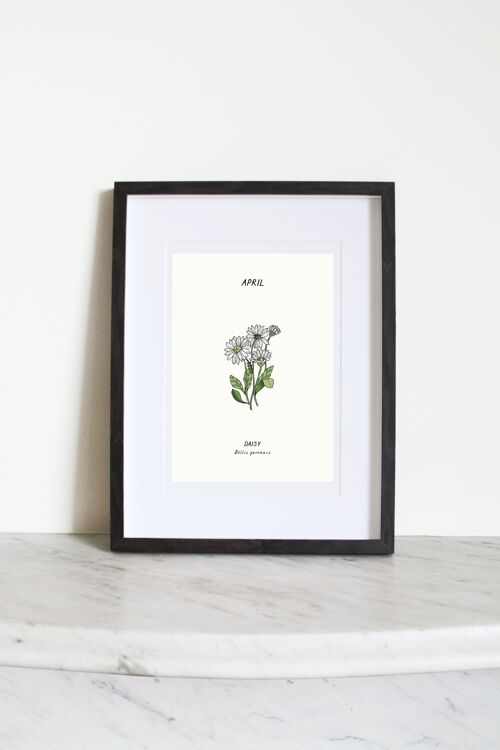 Daisy (April Birth Flower) A4 Art Print