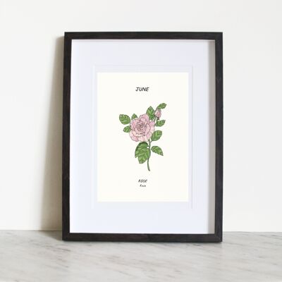 Rose (fiore della nascita di giugno) A4 Art Print