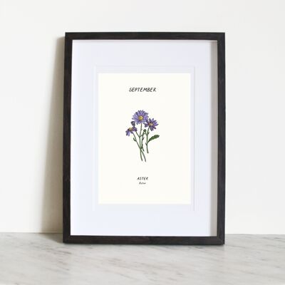 Aster (September Birth Flower) A4 Kunstdruck