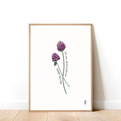 Bristol Onion A4 Art Print