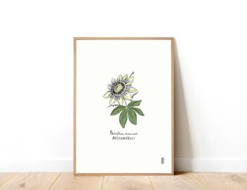 Passiflore (Passiflora incarnée) A5 Impression artistique 4