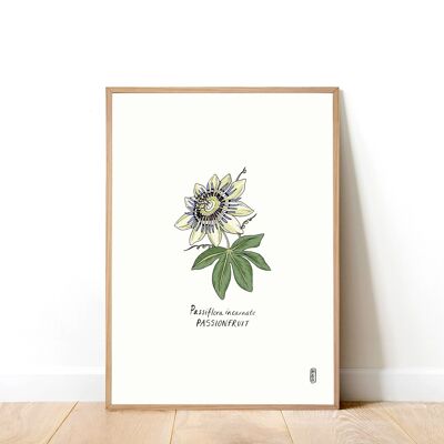 Passionsblume (Passiflora incarnate) A5 Kunstdruck