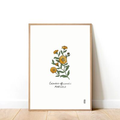 Marigold (Calendula officianalis) A5 Art Print