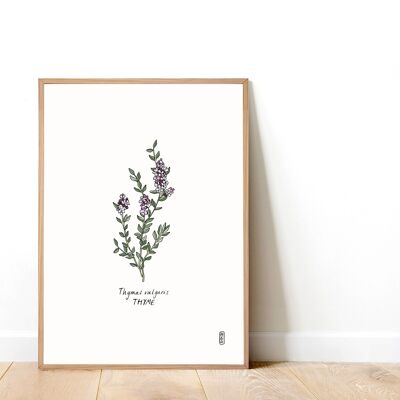 Thyme (Thymus vulgaris) A5 Art Print