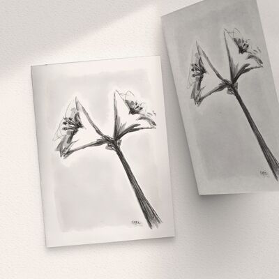 Amaryllis Noir/Blanc - A6 Plié