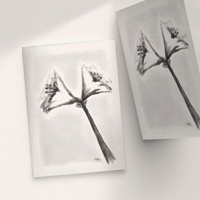 Amaryllis Black/White - A6 Folded