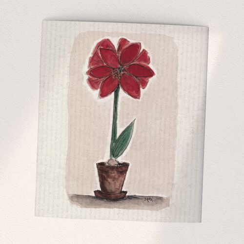 Amaryllis, Red