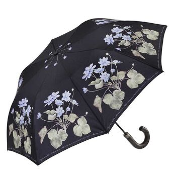 Anémone bleue - parapluie 1