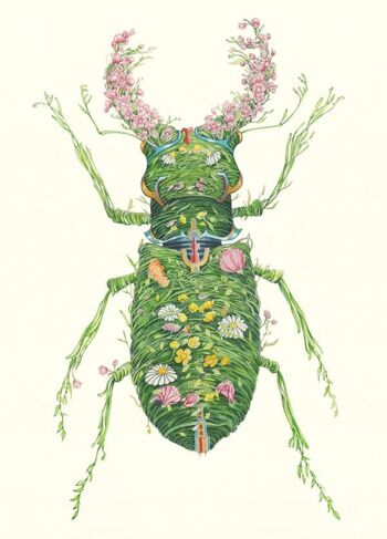 Stag Beetle - Carte 2