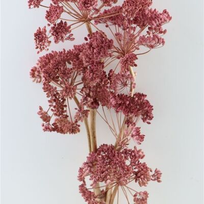 Ferule Dried Flowers - Pink