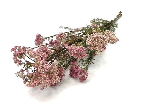 Droogbloemen - Rice flower