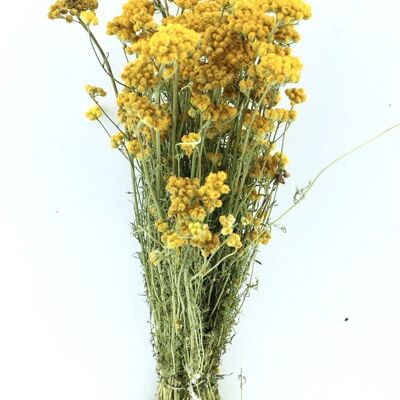 Dried flowers - Lonas - yellow