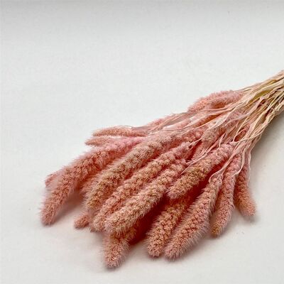 Dried flowers - Setaria Pink