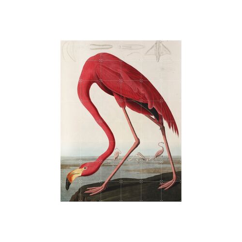 IXXI - Flamingo Audubon L - Wall art - Poster - Wall Decoration