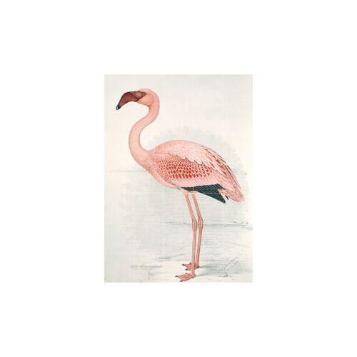 Flamingo Finch-Davies - L