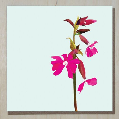 WND294 red campion (flower card)