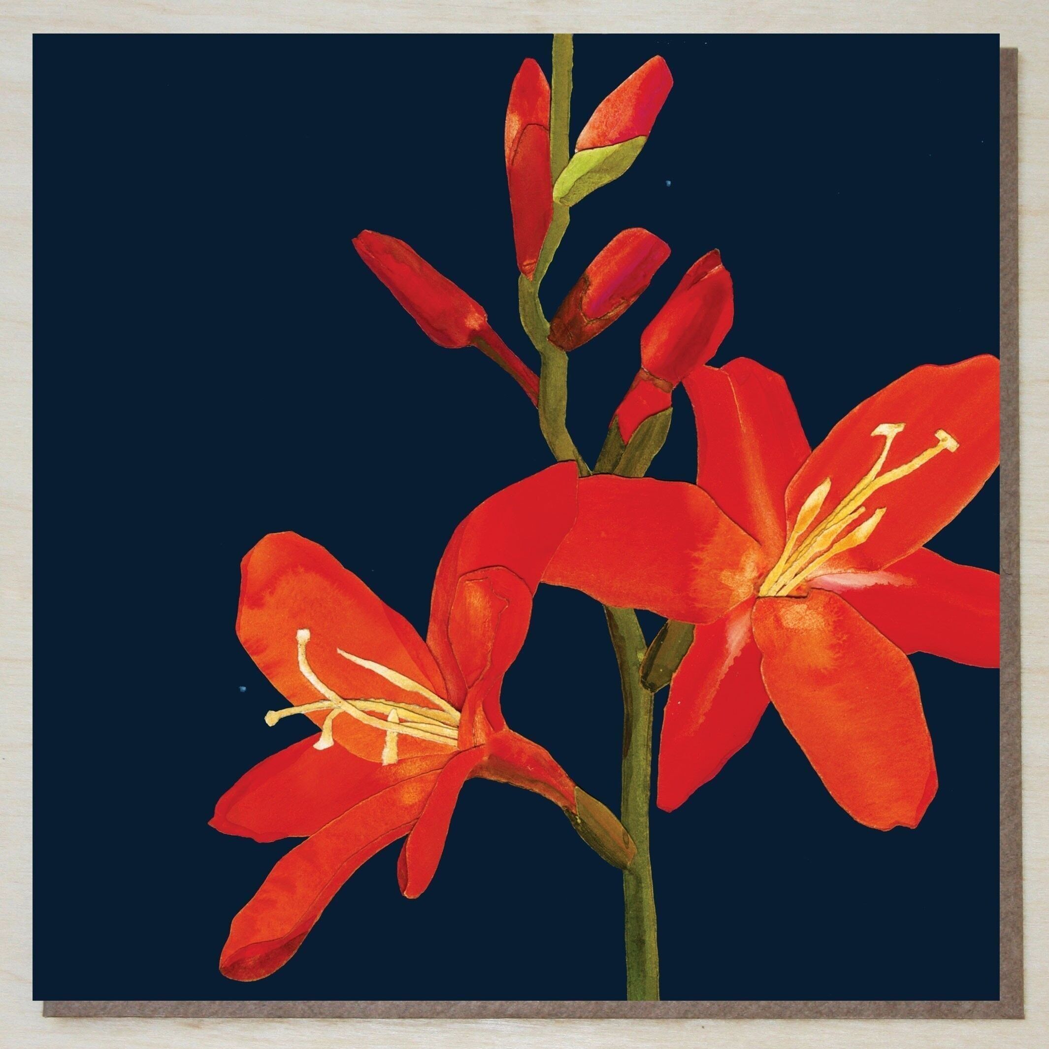 WND295 crocosmia (carta floreale)