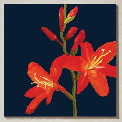WND295 crocosmia (tarjeta de flores)
