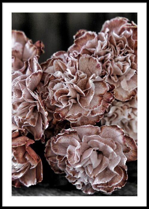Pink flowers carnation poster